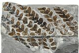 Carboniferous Fossil Fern (Lescuropteris) - France #378039-1